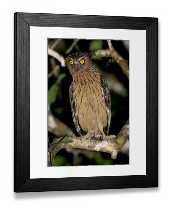 Framed Print : Buffy Fish-owl watches for prey from a tree-branch Framed Print : Buffy Fish-owl watches for prey from a tree-branch