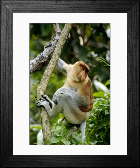 Framed Print : Proboscis monkey - adult male waking up, waiting Framed Print : Proboscis monkey - adult male waking up, waiting