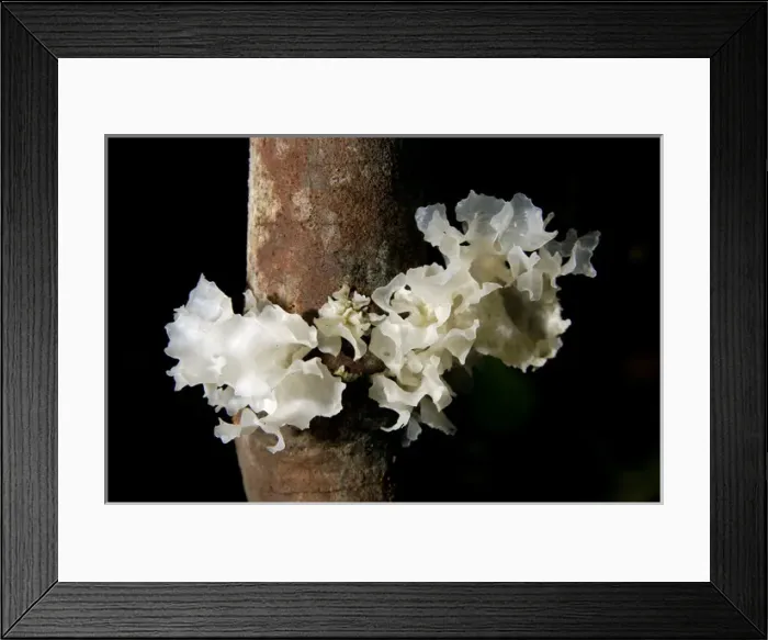 Framed Print : Fungi on a fallen tree branch (unidentified) Framed Print : Fungi on a fallen tree branch (unidentified)