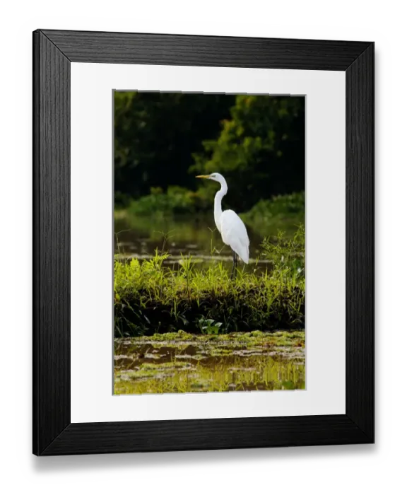 Framed Print : Great Egret feeds on fish in an oxbow lake in Kinabatangan Framed Print : Great Egret feeds on fish in an oxbow lake in Kinabatangan