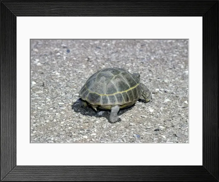 Framed Print : Steppe Tortoise Framed Print : Steppe Tortoise