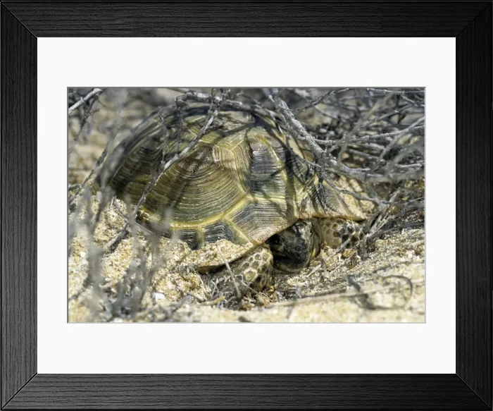 Framed Print : Steppe Tortoise - emerges from an overnight shelter Framed Print : Steppe Tortoise - emerges from an overnight shelter