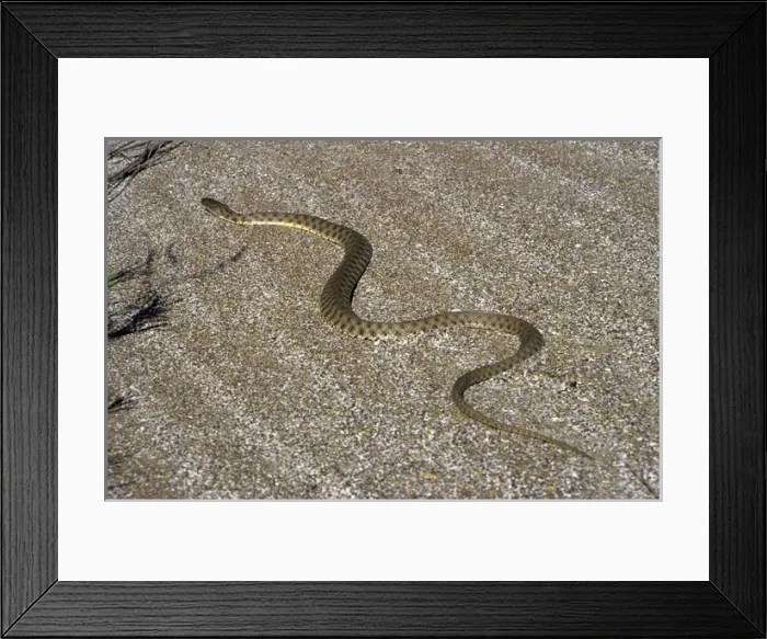 Framed Print : Grass Snake - sand dunes - desert Framed Print : Grass Snake - sand dunes - desert