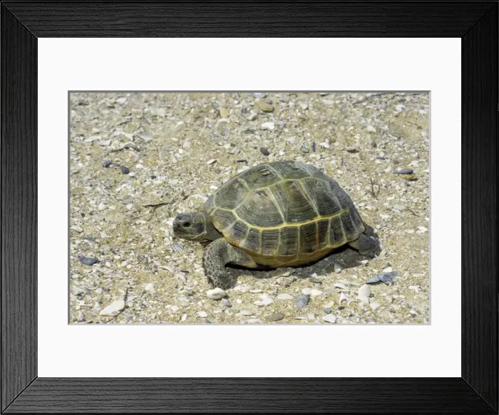 Framed Print : Steppe / Horsfields Tortoise - desert Framed Print : Steppe / Horsfields Tortoise - desert