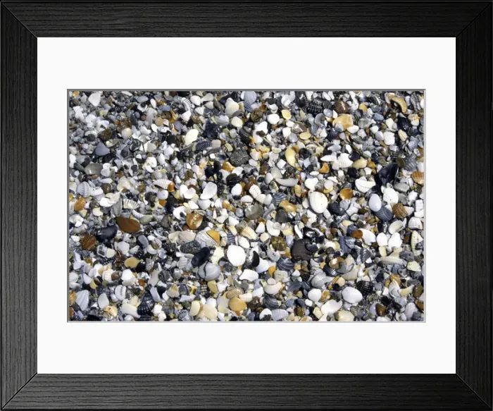 Framed Print : Shells & pebbles on beach Framed Print : Shells & pebbles on beach