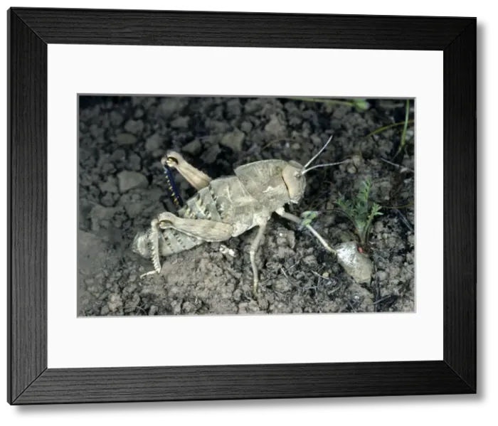 Framed Print : Giant Wingless Grasshopper Framed Print : Giant Wingless Grasshopper
