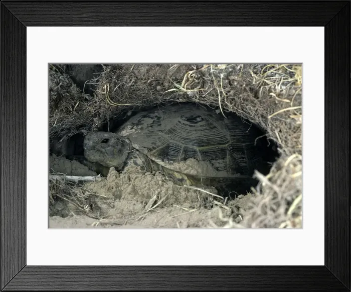 Framed Print : Steppe / Horsfields Tortoise - burrows for shelter Framed Print : Steppe / Horsfields Tortoise - burrows for shelter