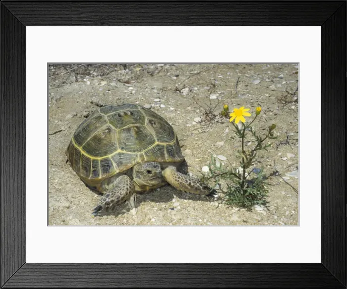 Framed Print : Steppe / Horsfields Tortoise - active during day Framed Print : Steppe / Horsfields Tortoise - active during day