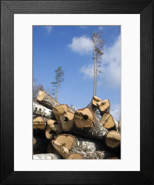 Framed Print : Stacked Birch Logs - left on a logging site for Framed Print : Stacked Birch Logs - left on a logging site for