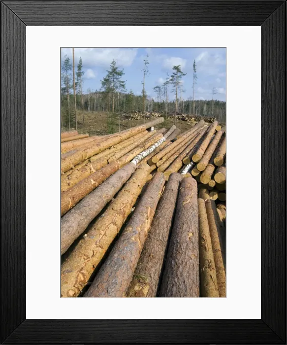 Framed Print : Stacked Pine Logs - left on a logging site for Framed Print : Stacked Pine Logs - left on a logging site for