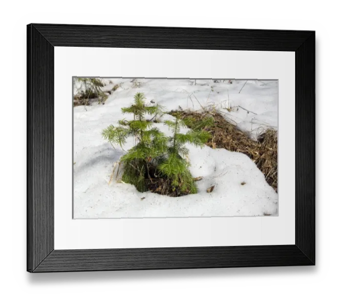 Framed Print : Snow melts in mixed taiga forest - young Spruce Framed Print : Snow melts in mixed taiga forest - young Spruce