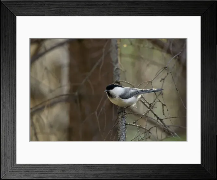 Framed Print : Willow Tit - adult - checks approaching invader Framed Print : Willow Tit - adult - checks approaching invader