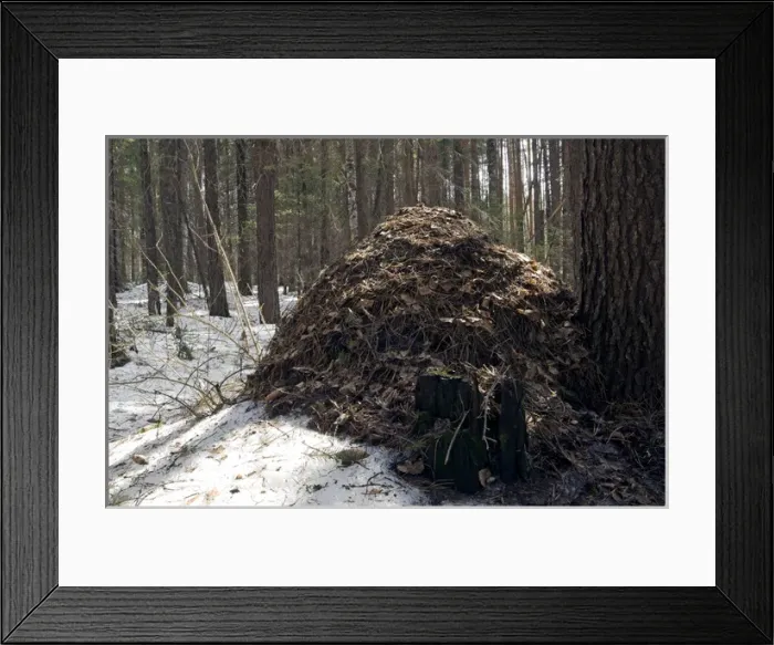 Framed Print : Snow melts early on an anthill - large anthill Framed Print : Snow melts early on an anthill - large anthill