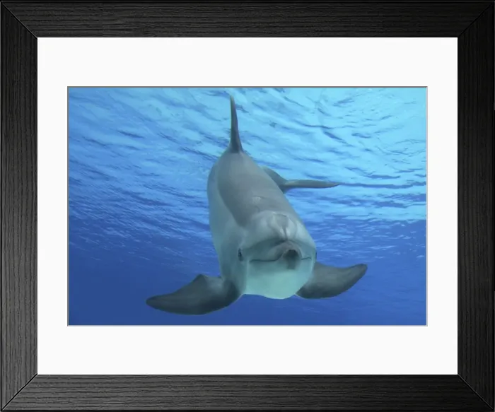 Framed Print : Common Bottlenose Dolphin Framed Print : Common Bottlenose Dolphin