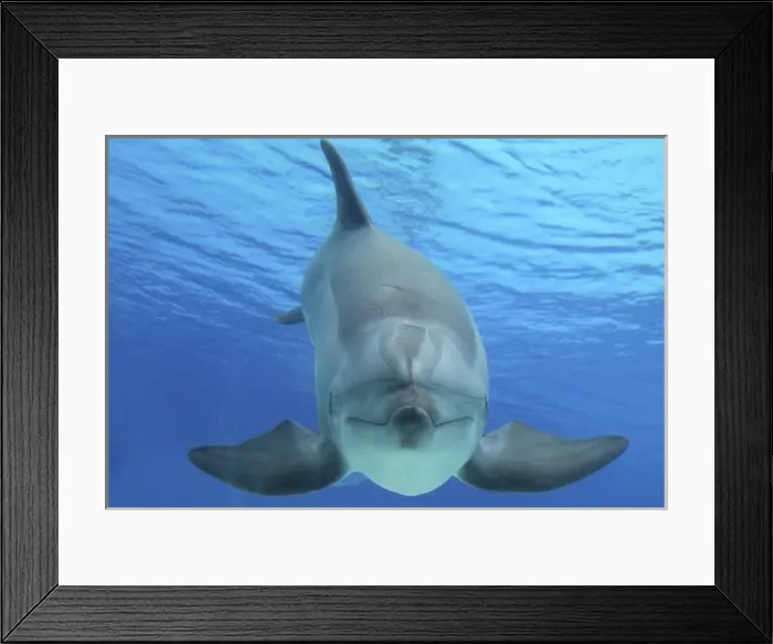 Framed Print : Common Bottlenose Dolphin Framed Print : Common Bottlenose Dolphin