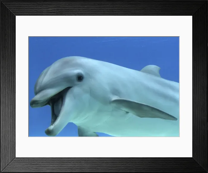 Framed Print : Common Bottlenose Dolphin - with mouth open Framed Print : Common Bottlenose Dolphin - with mouth open
