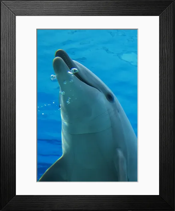 Framed Print : Common Bottlenose Dolphin - with air bubble Framed Print : Common Bottlenose Dolphin - with air bubble