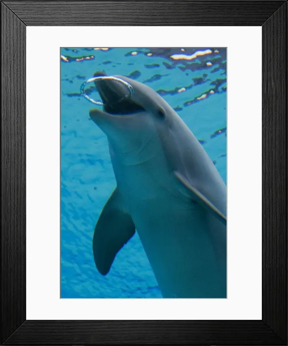 Framed Print : Common Bottlenose Dolphin - with air bubble ring Framed Print : Common Bottlenose Dolphin - with air bubble ring