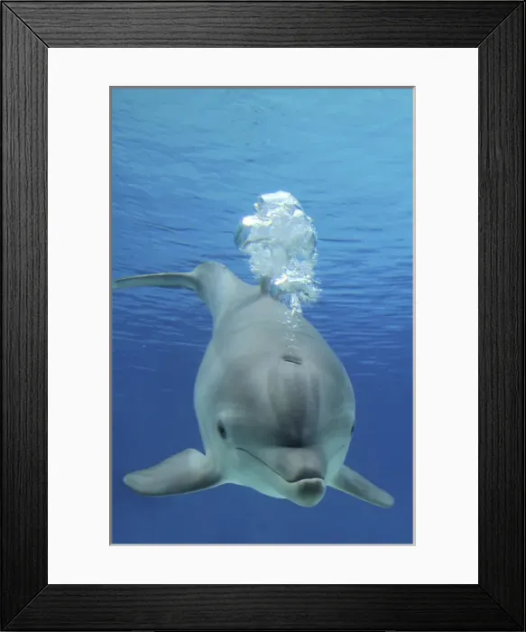 Framed Print : Common Bottlenose Dolphin - with air bubbles Framed Print : Common Bottlenose Dolphin - with air bubbles