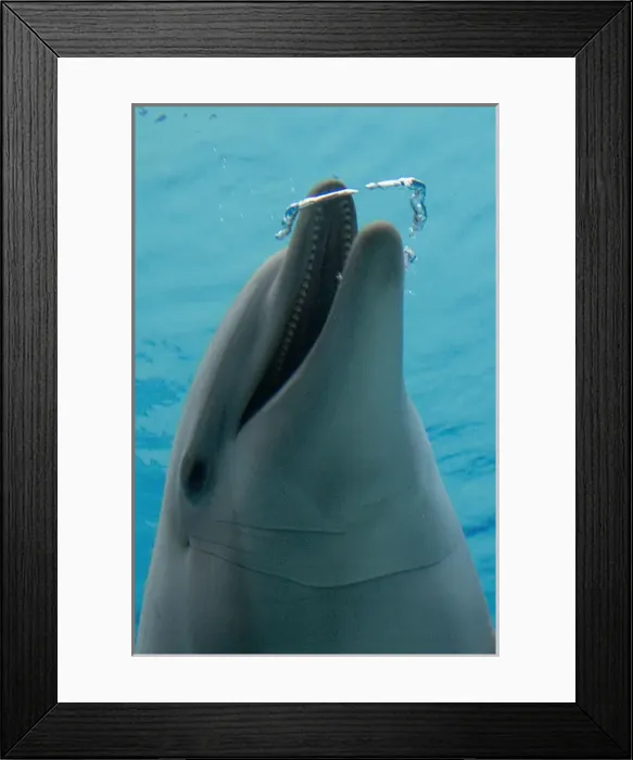 Framed Print : Common Bottlenose Dolphin - with air bubble ring Framed Print : Common Bottlenose Dolphin - with air bubble ring