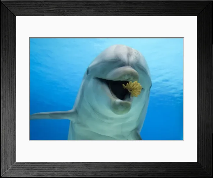 Framed Print : Common Bottlenose Dolphin - playing with leaf