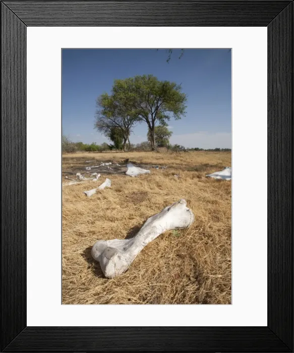 Framed Print : Elephant Bones - spread in the savannah Framed Print : Elephant Bones - spread in the savannah