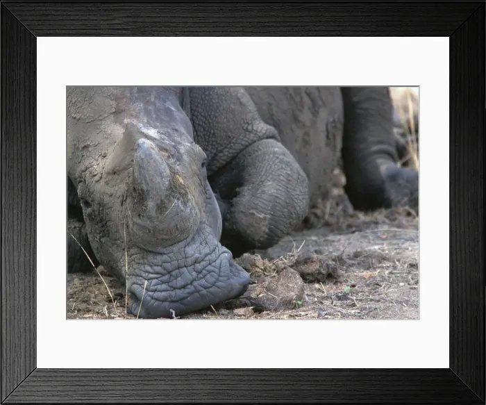 Framed Print : White / Square-lipped Rhino - resting in Mosi-o-Tunia Framed Print : White / Square-lipped Rhino - resting in Mosi-o-Tunia