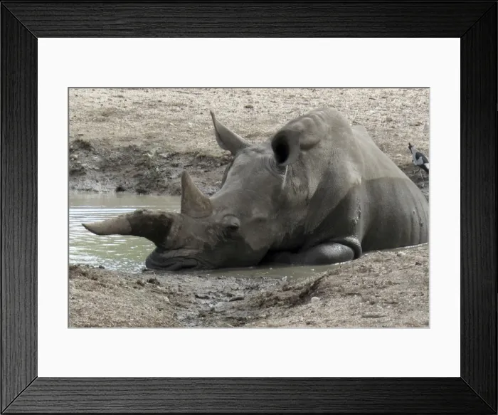 Framed Print : White / Square-lipped Rhino - resting in muddy pool Framed Print : White / Square-lipped Rhino - resting in muddy pool