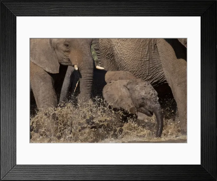 Framed Print : African Bush / Savanna Elephant - baby elephant Framed Print : African Bush / Savanna Elephant - baby elephant