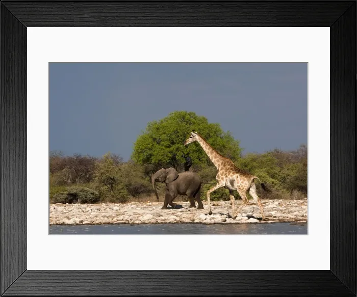 Framed Print : Giraffe - with young African Bush / Savanna Elephant Framed Print : Giraffe - with young African Bush / Savanna Elephant