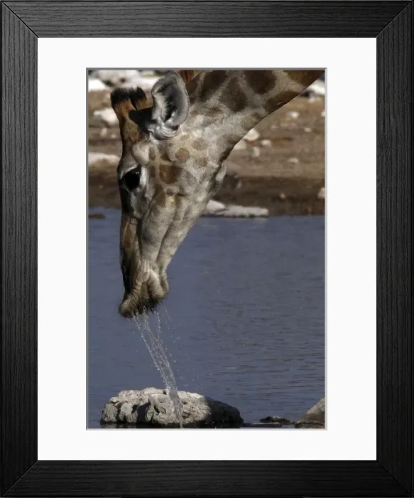 Framed Print : Giraffe - drinking at waterhole Framed Print : Giraffe - drinking at waterhole