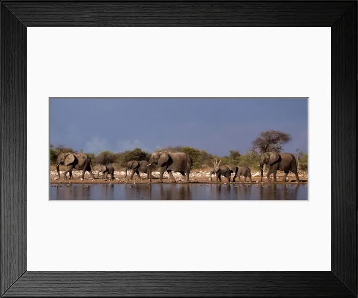 Framed Print : African Bush / Savanna Elephant - group at Klein Framed Print : African Bush / Savanna Elephant - group at Klein