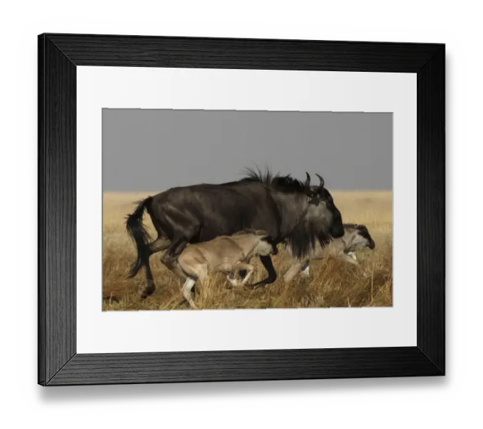 Framed Print : Common / Blue Wildebeest - adult running with 2 Framed Print : Common / Blue Wildebeest - adult running with 2