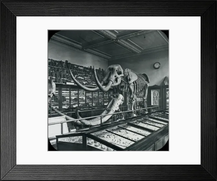 Framed Print : North Geological Room - Mastodon (British Museum) Framed Print : North Geological Room - Mastodon (British Museum)