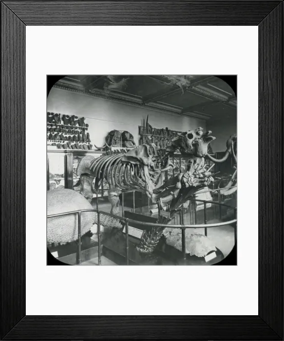 Framed Print : North Geological Room - Megatherium Framed Print : North Geological Room - Megatherium