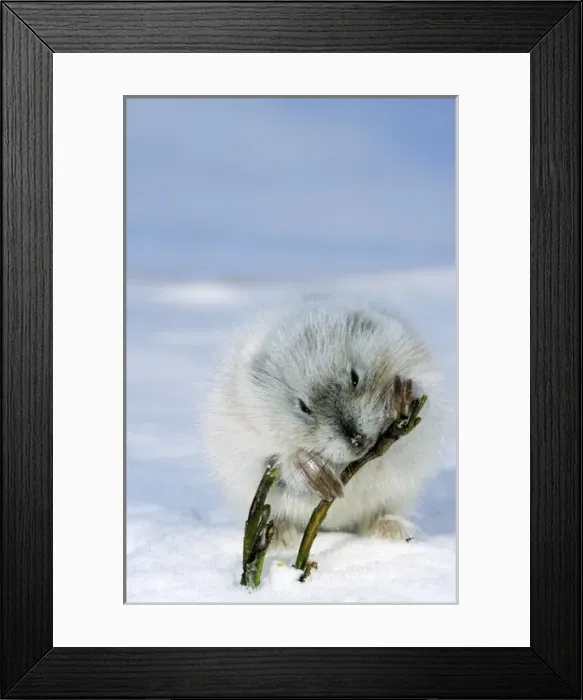 Framed Print : Collared Lemming - adult in winter fur (large winter Framed Print : Collared Lemming - adult in winter fur (large winter