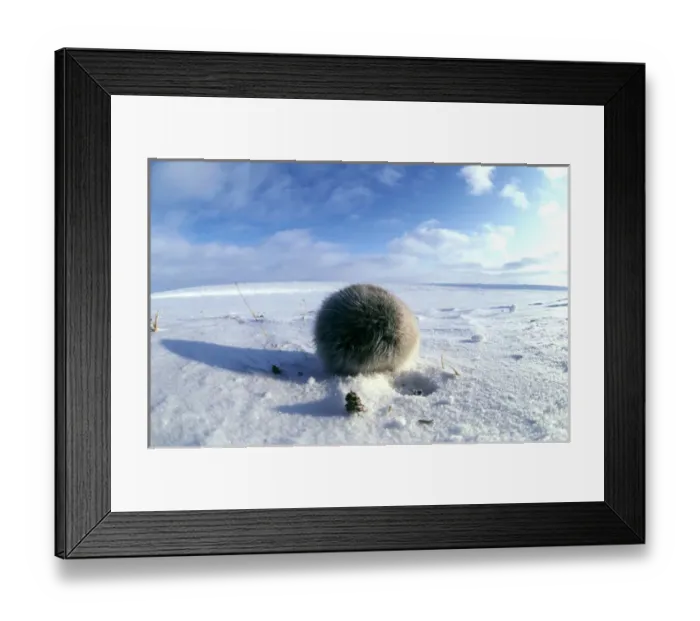 Framed Print : Collared Lemming - adult in winter fur, looks like Framed Print : Collared Lemming - adult in winter fur, looks like