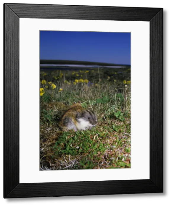 Framed Print : Siberian Lemming - adult feeds on grasses in tundra Framed Print : Siberian Lemming - adult feeds on grasses in tundra