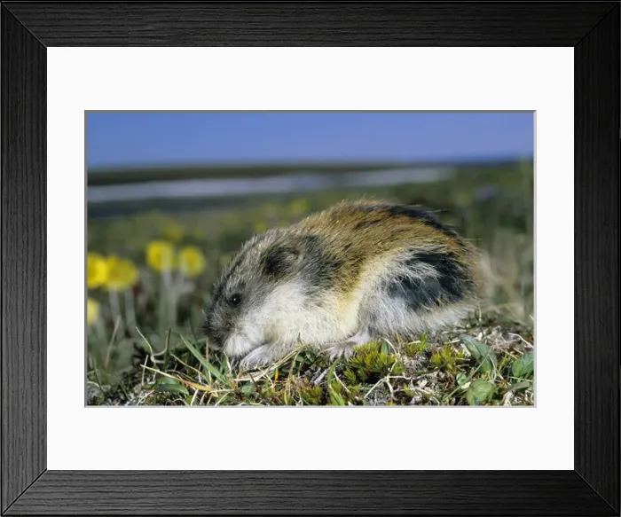 Framed Print : Siberian Lemming - adult on its guard while feeding Framed Print : Siberian Lemming - adult on its guard while feeding