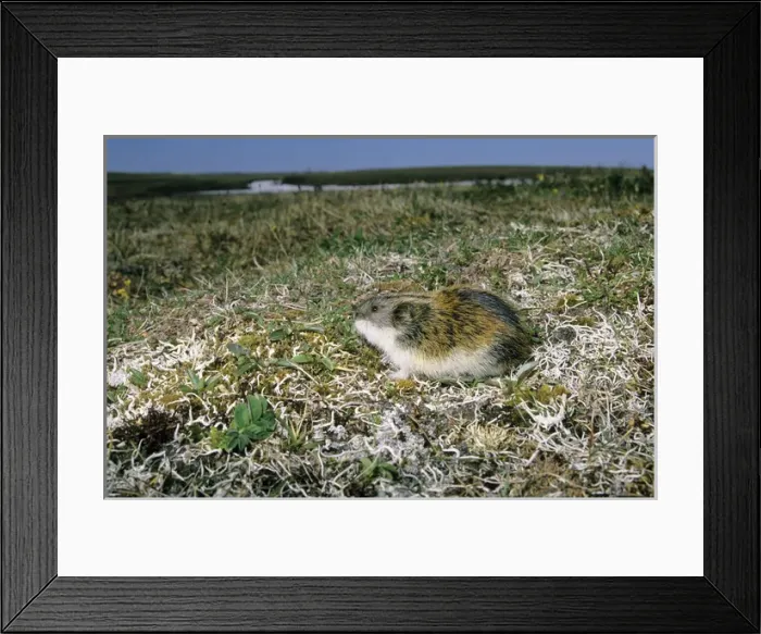 Framed Print : Siberian Lemming - adult on its guard while feeding Framed Print : Siberian Lemming - adult on its guard while feeding
