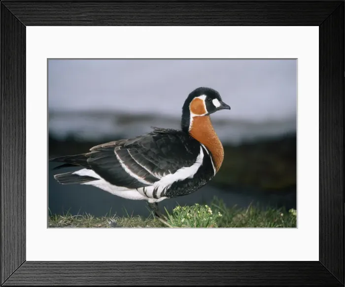 Framed Print : RED-BREASTED GOOSE - on riverbank Framed Print : RED-BREASTED GOOSE - on riverbank