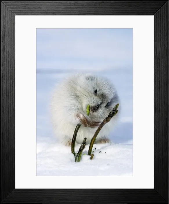Framed Print : Collared Lemming - adult in winter fur (large winter Framed Print : Collared Lemming - adult in winter fur (large winter