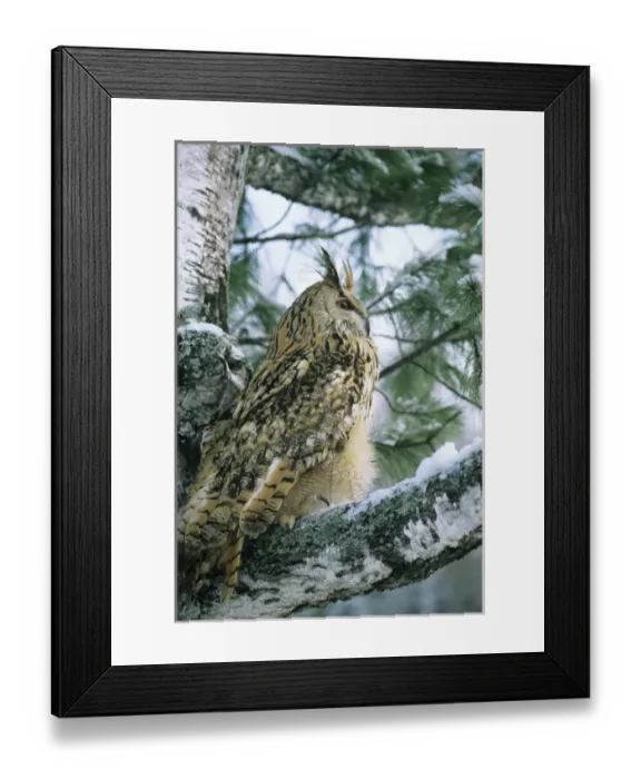 Framed Print : Eagle Owl - adult on Birch Tree in forest of Ural Mountains Framed Print : Eagle Owl - adult on Birch Tree in forest of Ural Mountains