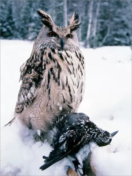 Eagle Owl - with prey - forest glade of Ural Mountains