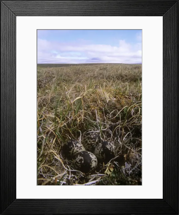 Framed Print : Pacific Golden PLOVER - nest with eggs Framed Print : Pacific Golden PLOVER - nest with eggs