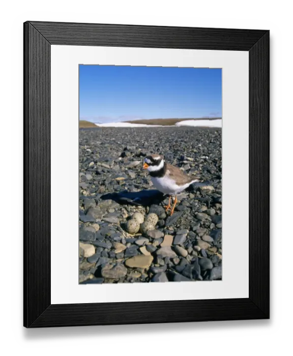 Framed Print : RINGED PLOVER - typical nest in a pebble beach