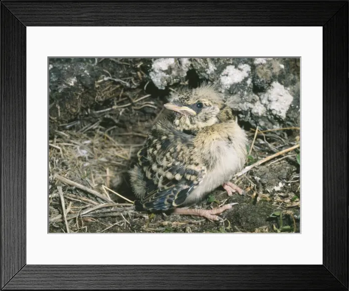 Framed Print : Horned / Shore Lark - fledgling juvenile Framed Print : Horned / Shore Lark - fledgling juvenile