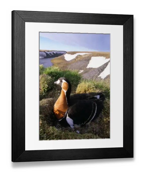 Framed Print : Red-breasted Goose - on nest at riverbank