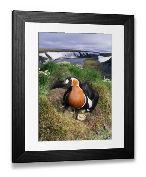 Framed Print : Red-Breasted GOOSE - chicks on nest on riverbank