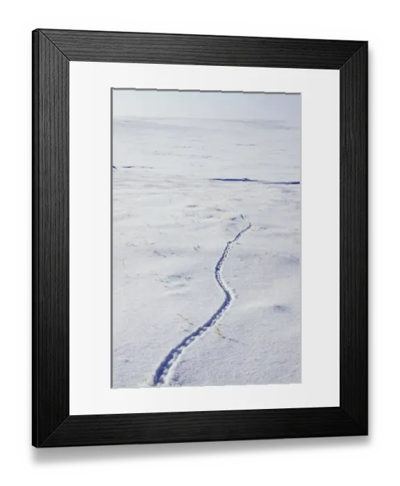 Framed Print : Lemmings footprints on snow surface, typical track Framed Print : Lemmings footprints on snow surface, typical track
